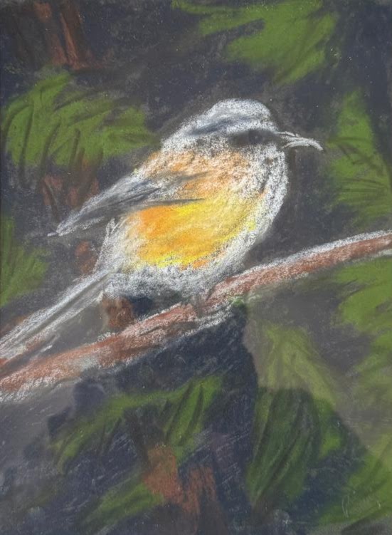 Long tailed Shrike in Corbett