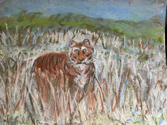 Tiger in tall grass